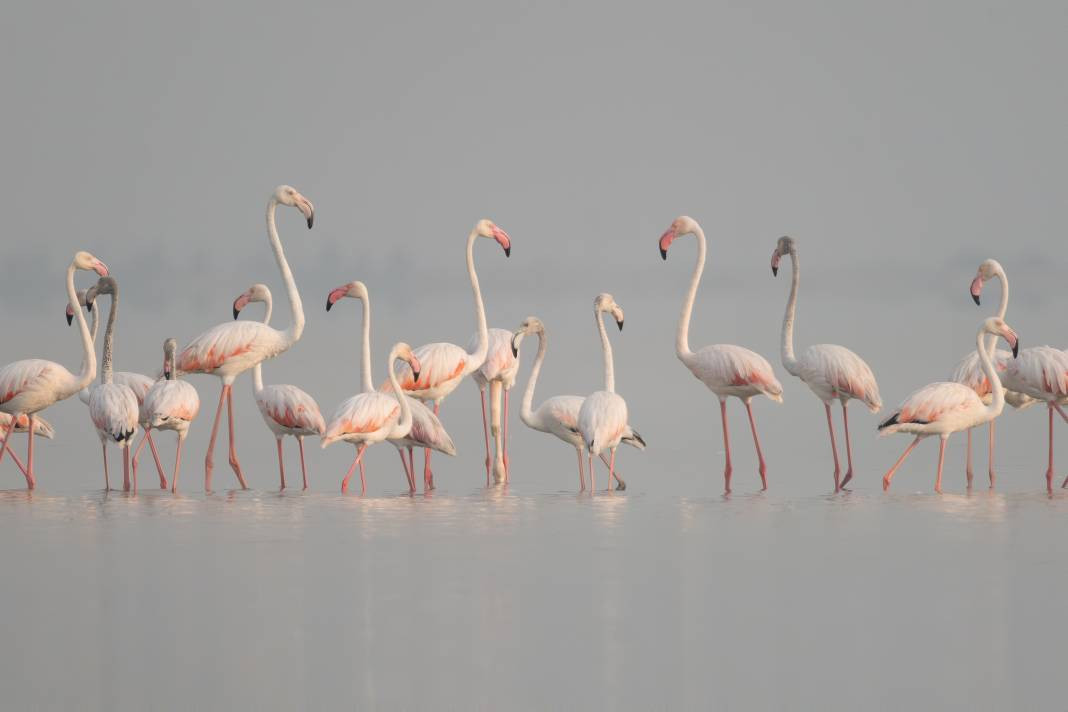 Akyatan’da Flamingo şöleni: Göç molası! - Resim: 10